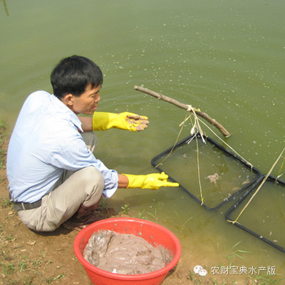 生鱼苗转料前喂冰鲜需细心
